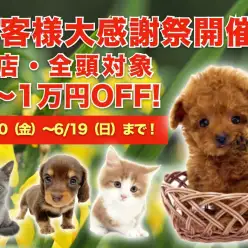 【 お客様大感謝祭開催 】アウトドア派もインドア派もわんにゃん生活の大チャンス！
