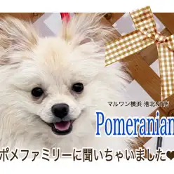【 ポメラニアン 】『ここが可愛い』をポメファミリーに聞いちゃいました！