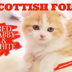【 スコティッシュフォールド 】初夏に舞い降りた紅き太陽の申し子！