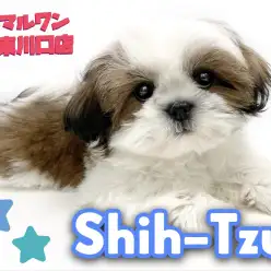 【 シーズー 】鼻ぺちゃ界のプリンスシーズーちゃんをセカンドブログでご紹介!