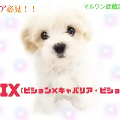 【 キャバションMIX 】出逢うのが奇跡な激レアな女の子！！初心者向けな性格！