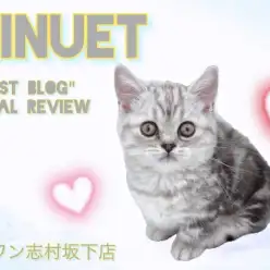 【 ミヌエット 】短足好きの方集合!これぞ究極系の癒しにゃんこ!