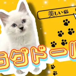 【 ラグドール 】超温厚！マイペースなイケメンにゃんこが登場！！