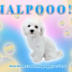 【 MIX（マルチーズ×トイプードル】セカンドブログ マルプーくん成長記