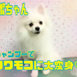 【6/8ポポシャン】シャンプーでフワモコに大変身の巻！！！