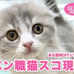 【 6/16特技を披露 】パン職人ならぬパン職猫現わる！の巻