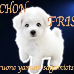 【 ビションフリーゼ 】純白のアフロ犬を目指して！陽気な性格で楽しませる女の子！