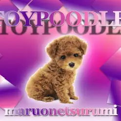 【トイプードル】わんちゃん初心者の方の大本命！横浜イチ可愛い女の子降臨！