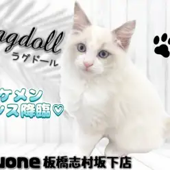 【 ラグドール 】クールさも可愛さも兼ね備えるイケメン王子様降臨！！