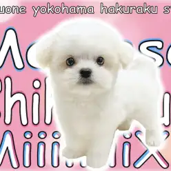 【 MIX 】両親はチワワとマルチーズ！丸いマシュマロフォルムの超癒し系！