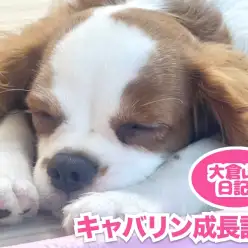 【 6/15 成長日記 】 キャバリンの変わらない可愛さの記録の巻