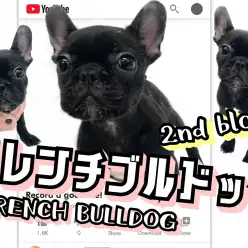 【 フレンチブルドッグ 】ぶちゃいくじゃない！？小柄で美人なフレブルちゃん
