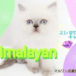 【 ヒマラヤン 】 エレガントな容姿と愛らしい性格のプレミアムにゃんこ！！