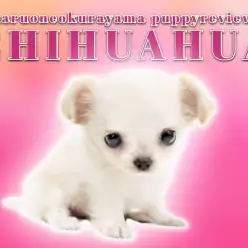 【 Appleチワワ 】チワワの代名詞がギュッと詰まったプレミアムガール！