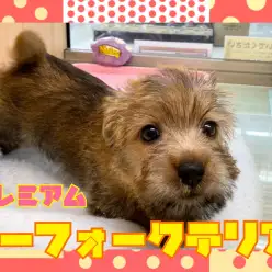 【 6/2激レア犬種 】ノーフォークテリアちゃんと遊ぼう！！！