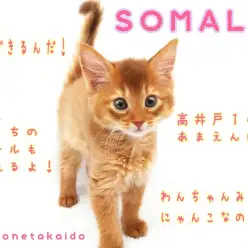 【 ソマリ 】犬派もメロメロ！しつけだってバッチリ出来ちゃう天才にゃんこ！