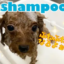 【 6/27ぷーシャンプー 】シャンプーでふわっふわに大変身の巻！！