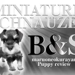 【 Mシュナウザー】美しさと愛らしさを兼ね揃えた瞳の綺麗なシュナウザーちゃん！