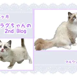 【 ラグドール 】生後5ヶ月！ラグちゃんのセカンドブログ！
