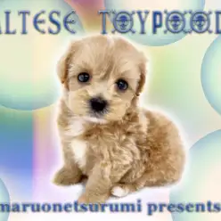 【 MIX（マルチーズ×トイプードル）】両親の良い所が沢山詰まってる、最強マルプーちゃん登場！！