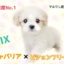 【 MIX・キャバション 】注目度No.1のアイドルわんこ！