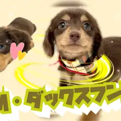 【 ミニチュアダックスフント 】小さな天使降臨！5分でみんなの心を虜にしちゃうぞ