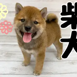 【 柴犬 】にっこり笑顔の柴犬がやってきた！お迎えに大切なポイントも解説！