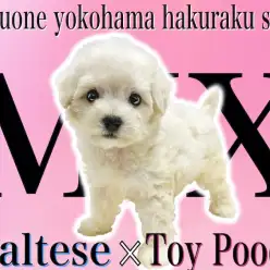 【 MIX 】将来はドワーフ体型？マルプーは初めてのペットパートナーにオススメ！