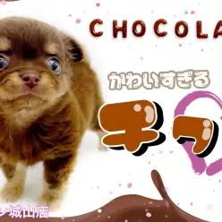 【 チワワ 】食べちゃいたいくらい可愛い！ミニチョコチワワちゃん！