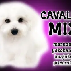 【 MIX犬 】生後6ヶ月を迎えるビションとキャバリアMIXのシャンプーに密着！