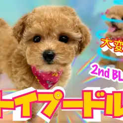 【 トイプードル 】スリングトレーニング開始！一か月間の成長ぶりをご覧あれ