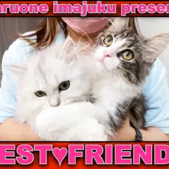 【 わんにゃんマニア 】猫フレンドトレーニング！仲良くなるまでをリアルにお届け！