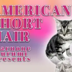 【 アメリカンショートヘア 】両親チャンピオンの美男子降臨！美しき縞模様は必見！