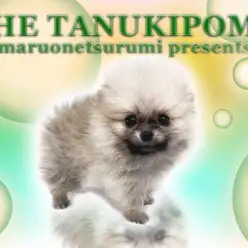 【 ポメラニアン 】生後67日で驚異の550g!オレンジポメちゃん登場!