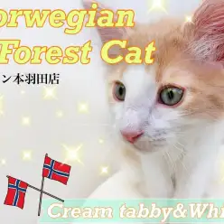 【 ノルウェージャンフォレストキャット 】過去No.1美男子が本羽田店に降臨！
