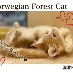 【 ノルウェージャンフォレストキャット 】穏やか大型猫さん！美猫に成長中！