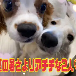 【6/28超ラブラブ】仲良しなだっちゃんとキャバリン！！2人揃ってコロンの巻！！
