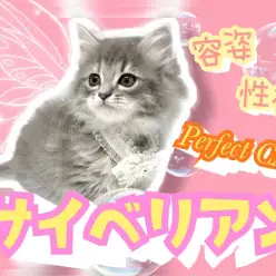 【 サイベリアン 】整った容姿に上品な被毛、あざとい性格のパーフェクトにゃんこ