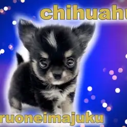 【 チワワ 】王道ブラックタン＆ホワイト！白い靴下を履いた小さめオシャレガール！