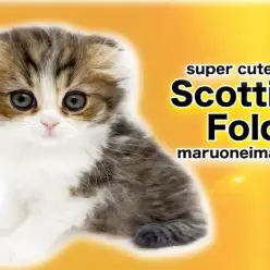 【 スコティッシュフォールド 】垂れ耳・丸顔・目ヂカラ最強甘えん坊女子電撃入店！