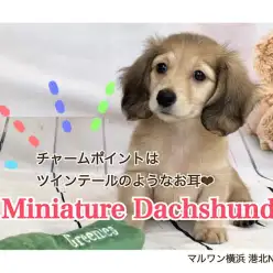 【 ミニチュア・ダックスフント 】ツインテールの様な耳とタレ目が可愛い女の子
