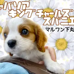 【 キャバリアキングチャールズスパニエル 】人の心を鷲掴みにする天才現る！
