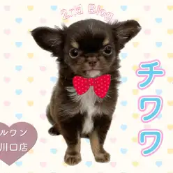 【 極小チワワ 】プレミアム極小チワワちゃんの魅力たっぷりセカンドブログ！