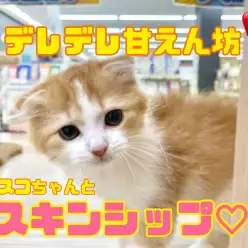 【6/6 お部屋覗き探索隊】デレデレ甘えん坊なスコちゃんとスキンシップの巻！