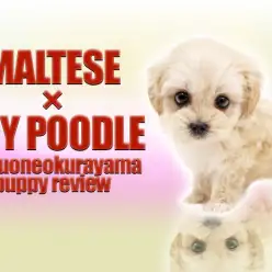 【マルプー】初めてのワンちゃんライフの方にも育てやすい！小さめサイズな女の子！