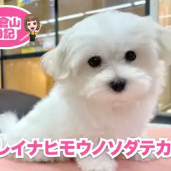 【 6/7 マルのお手入れ 】フワフワを保つための秘訣はブラッシングにあり！