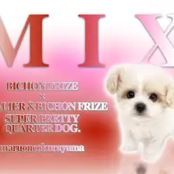 【 MIX 】ビション×キャバションのスーパーフュージョンの「チャービー」登場！