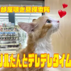 【6/20 お部屋覗き見探索隊】甘えんBOYノルたんとデレデレタイムの巻！