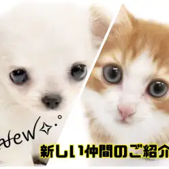 【 6/4新しい仲間達 】チワワちゃんとノルちゃんが仲間入りしました！！