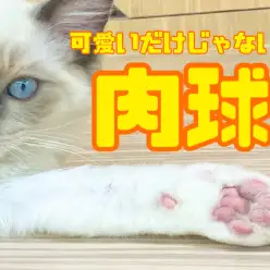 【 7/29肉球の日 】ワンちゃんと猫ちゃんの肉球の違いの巻！！